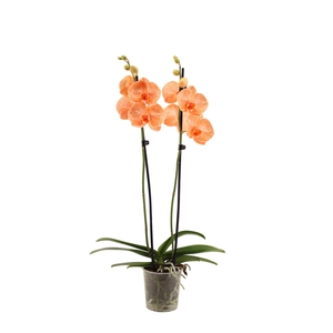 Phal I Am Orange 2T14+