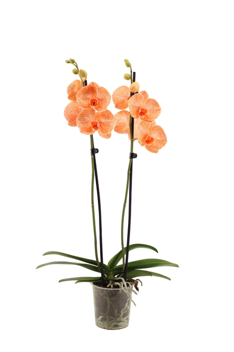 <h4>Phal I Am Orange 2T14+</h4>