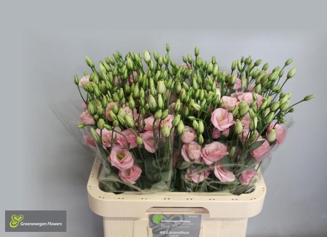 <h4>EUS G ROSI ROSE PINK</h4>