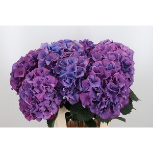 Hydrangea Ma Masja Paars