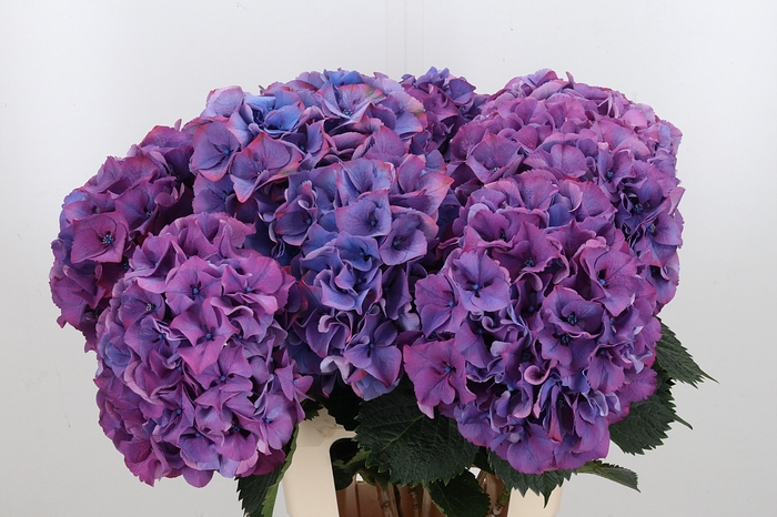 <h4>Hydrangea Ma Masja Paars</h4>