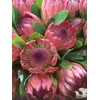 PROTEA SYLVIA