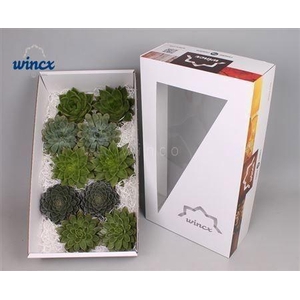 Echeveria Green Mix (Wincx) Cutfl (5 Spcs)