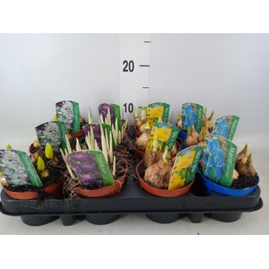 Bolbloemen   ...mix