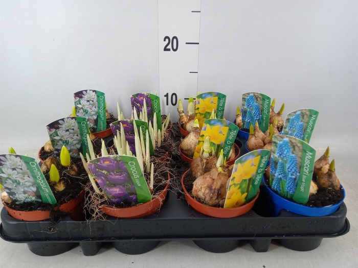 <h4>Bolbloemen   ...mix</h4>