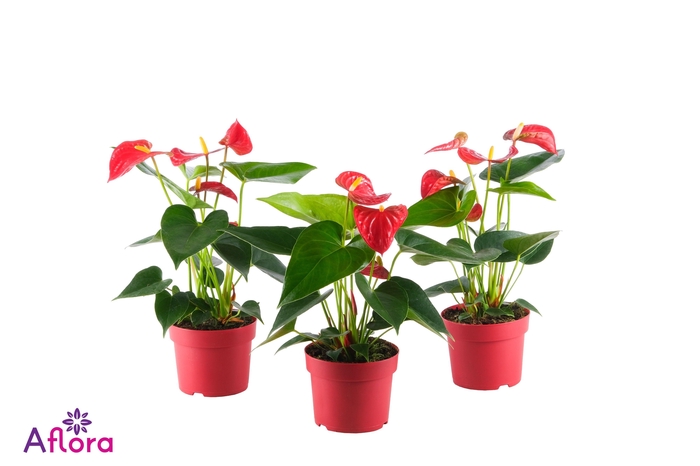 ANTHU AN BAMBINO RED