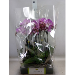 Phalaenopsis   ...lilac