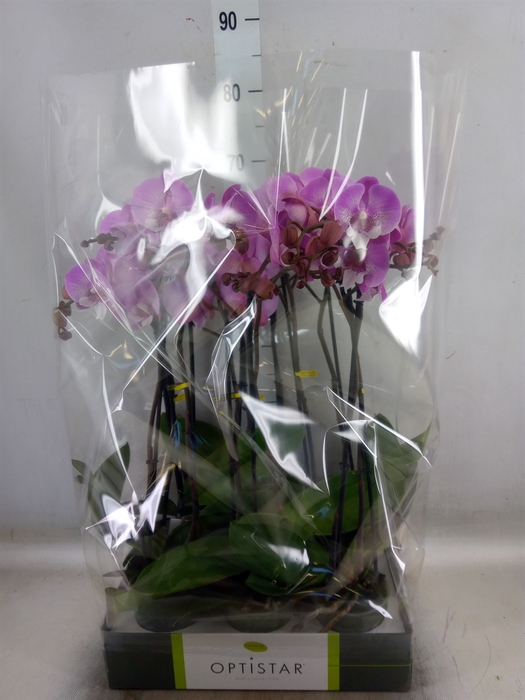 <h4>Phalaenopsis   ...lilac</h4>