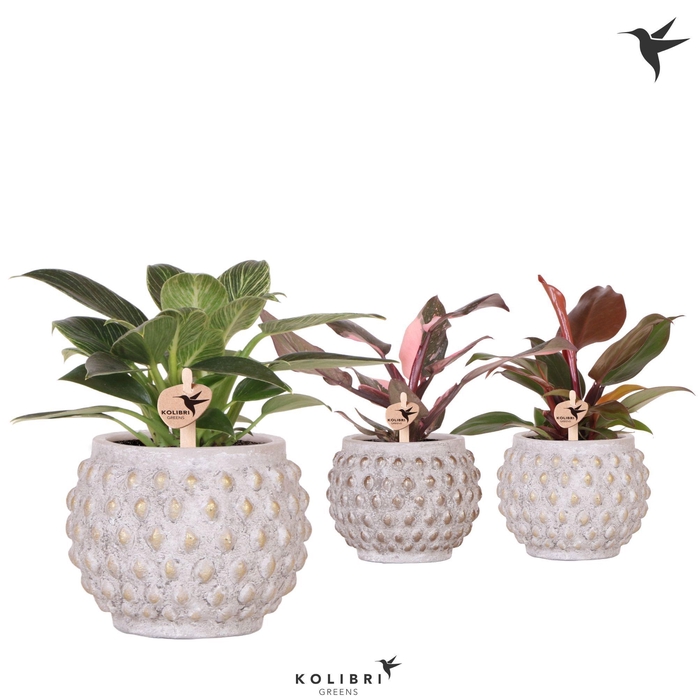 <h4>Kolibri Greens Philodendron mix in Marrakesh pot gold copper mix</h4>