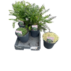 VASTE PLANT GEM 4 SO