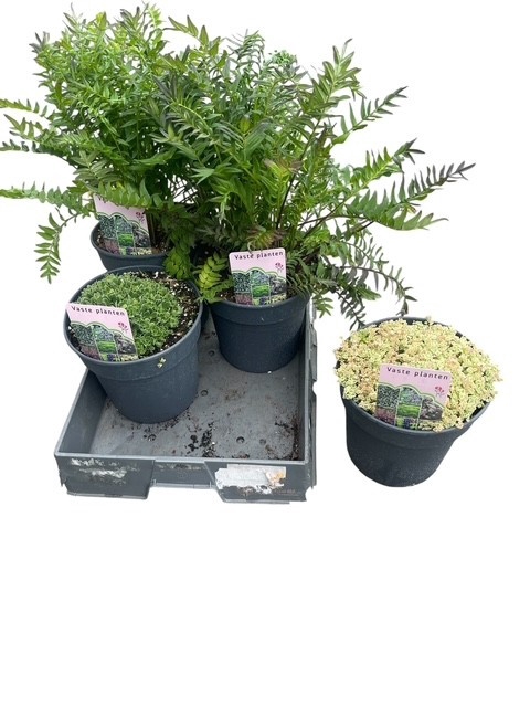 <h4>VASTE PLANT GEM 4 SO</h4>