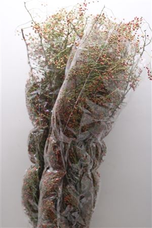 <h4>Rosa Corallo 120cm Ptk</h4>