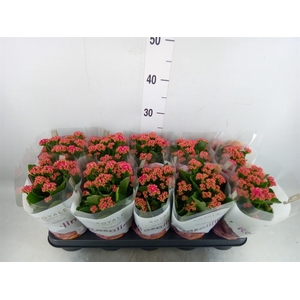Kalanchoe blos. 'RosDon Victorio'