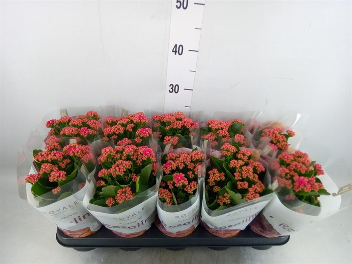 <h4>Kalanchoe blos. 'RosDon Victorio'</h4>