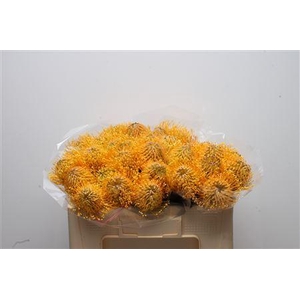 Leuco Hawaii Gold