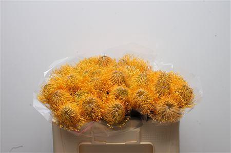 <h4>Leuco Hawaii Gold</h4>