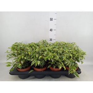 Ficus benja. 'Kinky'