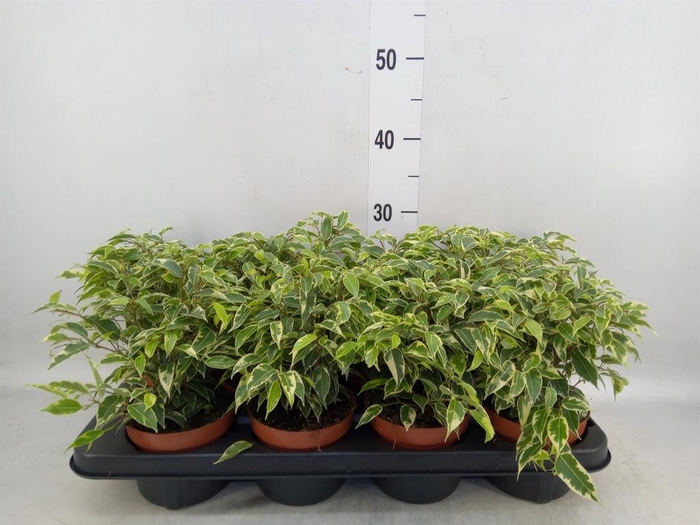 <h4>Ficus benja. 'Kinky'</h4>