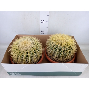 Echinocactus grusonii