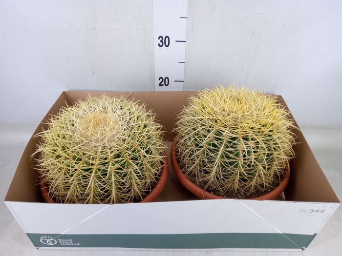 <h4>Echinocactus grusonii</h4>