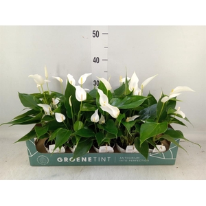 Anthurium  'Banderola Cava'