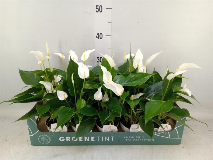 <h4>Anthurium 'Banderola Cava'</h4>