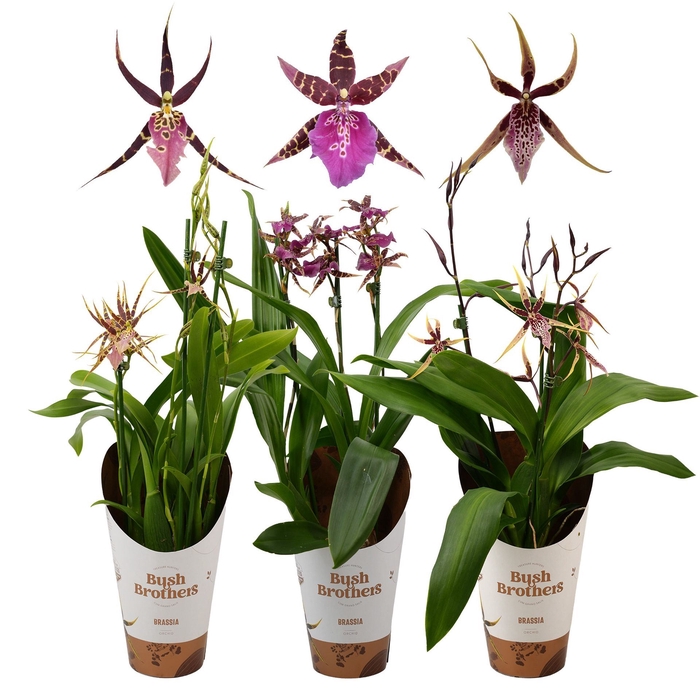 <h4>Brassia Summer Dream</h4>