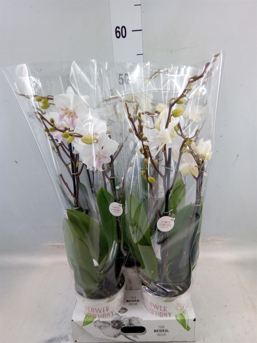 <h4>Phalaenopsis   ...white</h4>