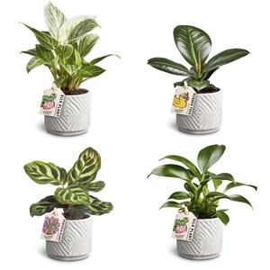 Dune Sand, Leaf Collection