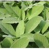 Salvia overig