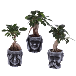 Ficus m. Ginseng Ongeënt Ø06cm in Ceramic pot Ø09cm