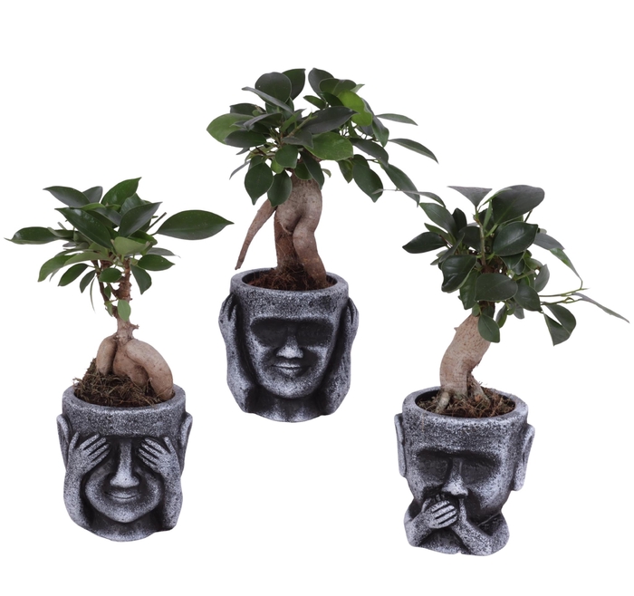 <h4>Ficus m. Ginseng Ongeënt Ø06cm in Ceramic pot Ø09cm</h4>