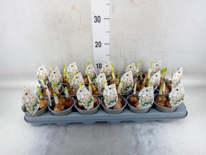 <h4>Narcissus DU 'Abba'</h4>