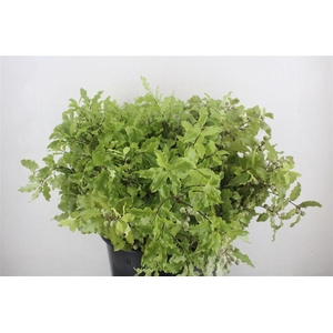 Pittosp Tenuif Green P Bunch