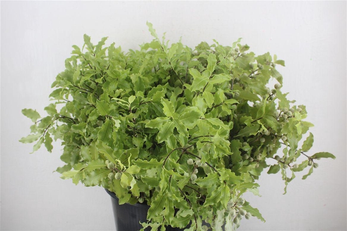 <h4>Pittosp Tenuif Green P Bunch</h4>