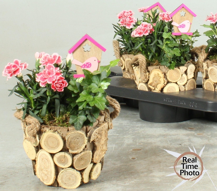 <h4>ARR TUINPLANTEN</h4>