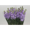 Matthiola Iron Marine