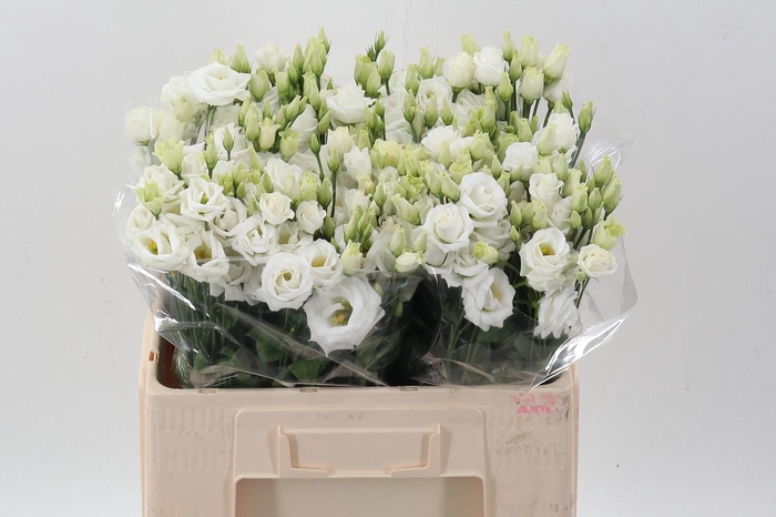 <h4>Eus G Rosi White</h4>