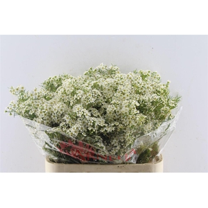 Chamelaucium Ofir White