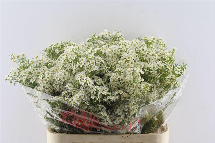 <h4>Chamelaucium Ofir White</h4>