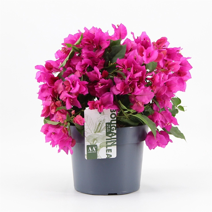 <h4>Bougainvillea  'Sanderiana'</h4>