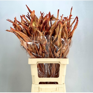 Dried leaf strelitzia luxury copper