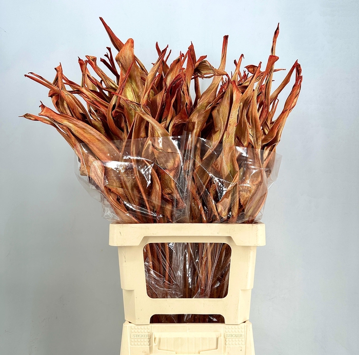 <h4>Dried leaf strelitzia luxury copper</h4>