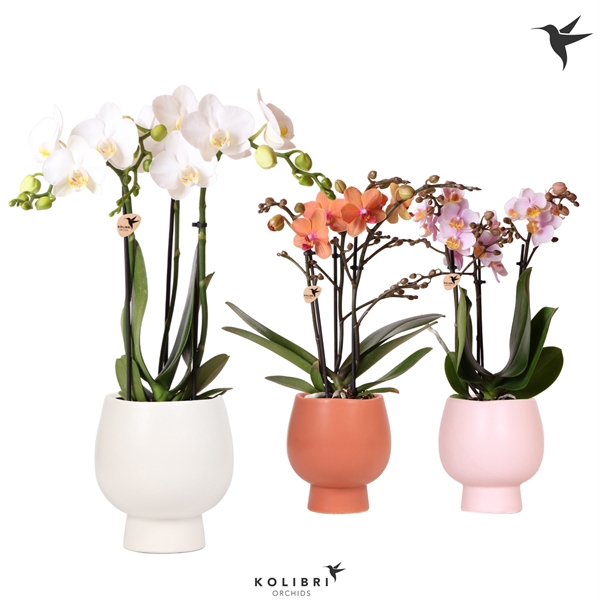 <h4>Kolibri Orchids Phalaenopsis mix 3 spike in Scandic pot mix</h4>