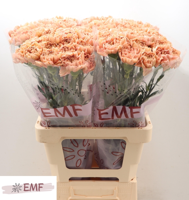 <h4>DI ST SAONA+</h4>