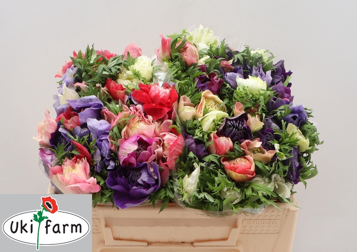 <h4>ANEM CO LEVAN ROSA-MIX</h4>