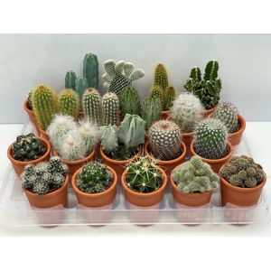 CACTUS GEM