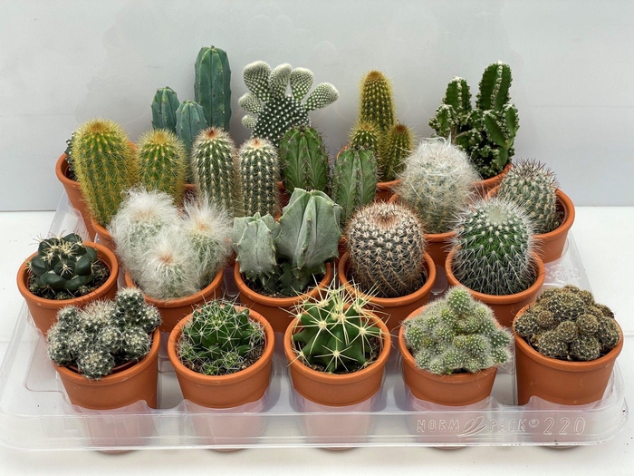 <h4>CACTUS GEM</h4>