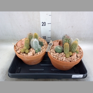 Arr.  Cactus L%