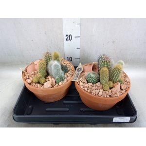 Arr.  Cactus L%